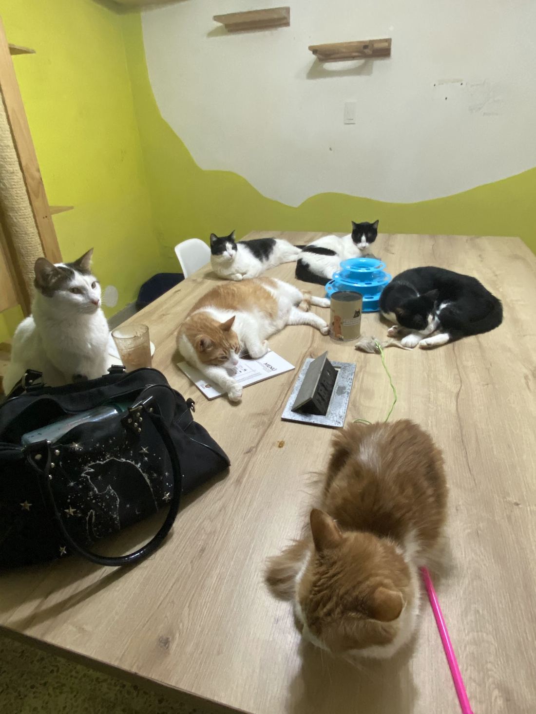 Varios gatos rescatados descansando sobre una mesa de madera junto a un menú, en Café Fundación
