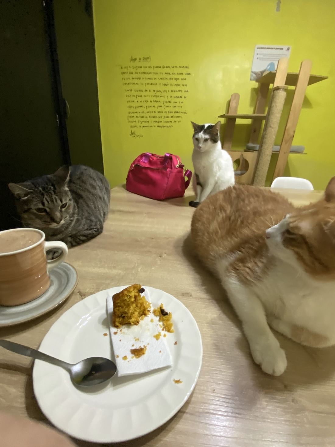 Gatos alrededor de una taza de café y un trozo de torta, frente a una pared verde lima