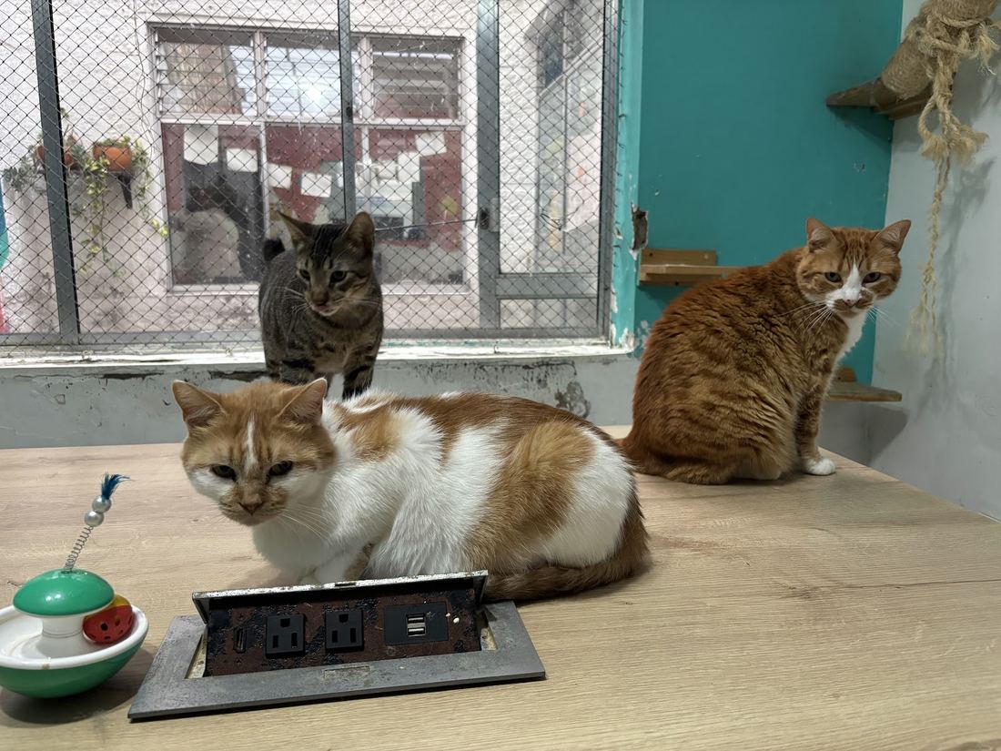 Gatos sobre una mesa de madera con un enchufe incorporado junto a la ventana