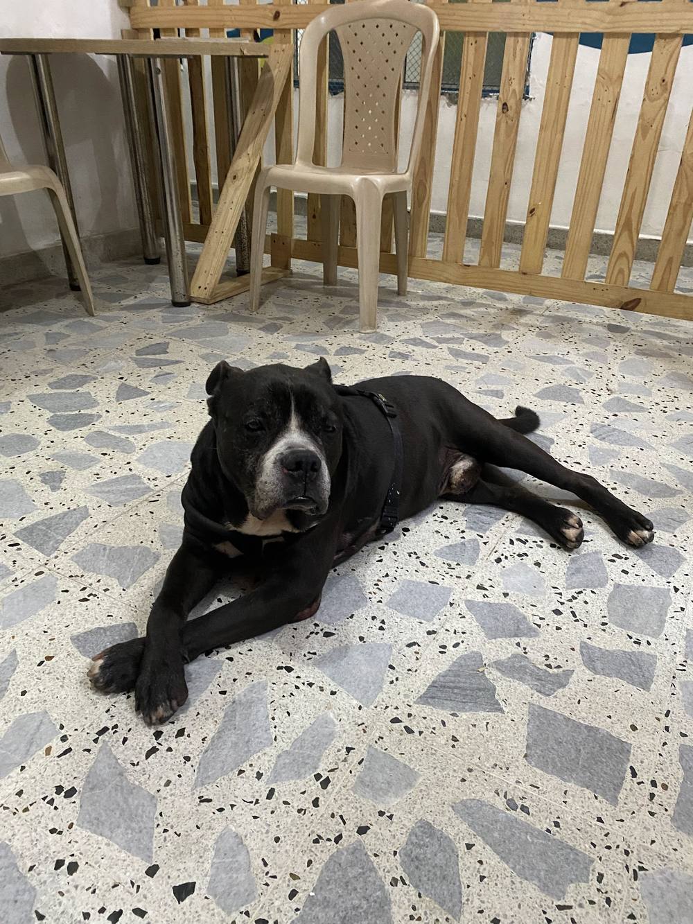 Un perro negro tranquilo descansando sobre un piso de terrazo en el café