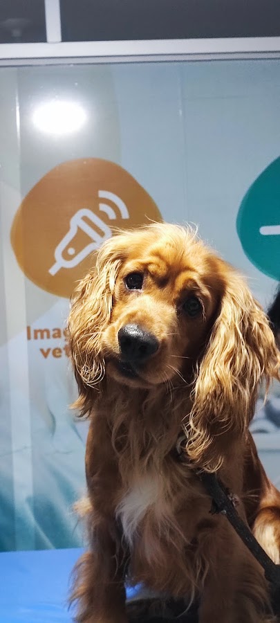 Mascota paciente de la veterinaria