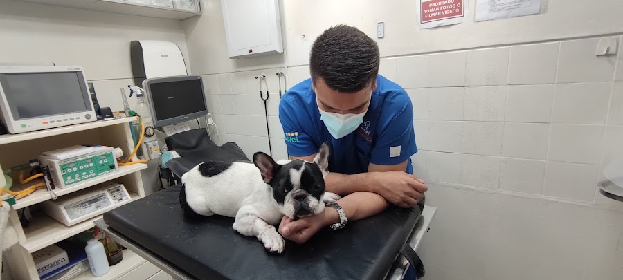 Atención veterinaria a un paciente en la sala de consulta