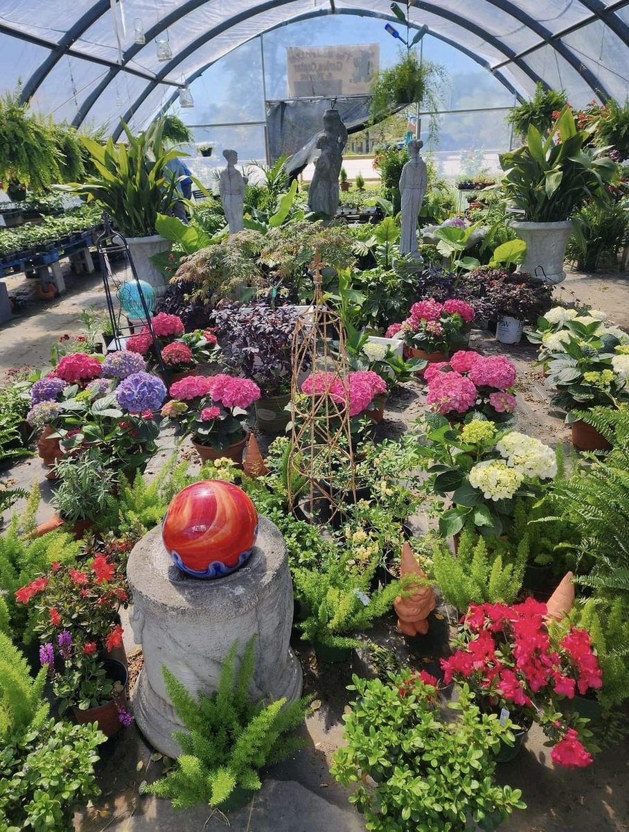 Inside the greenhouse — hydrangeas, potted plants and garden statuary